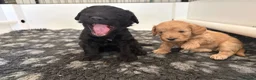 Mixed Breed dogs for sale: Delightful Schnockerpoo Puppies  - Advert 34
