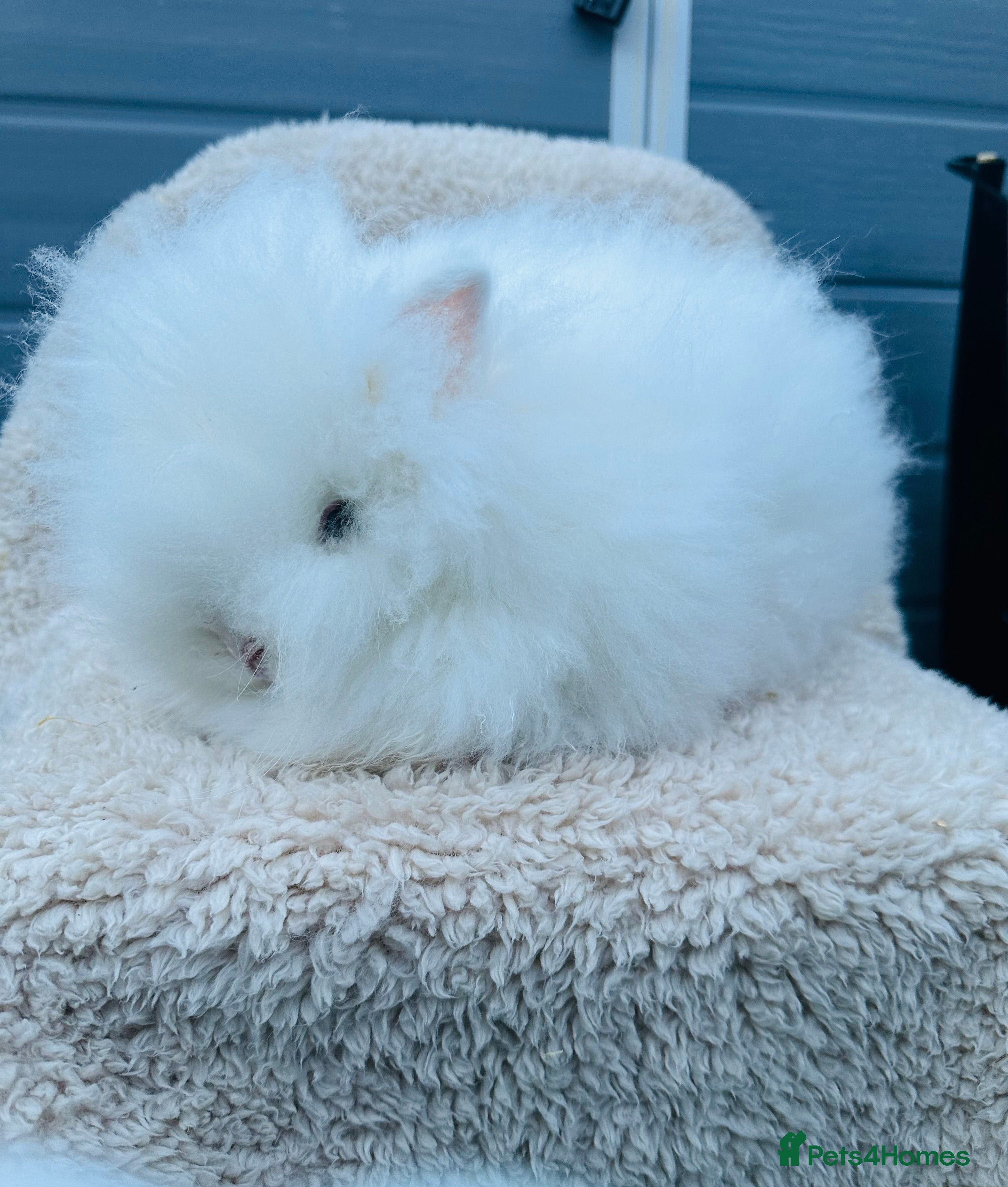 Lionhead rabbits Lionhead Bunny- Boys  - Advert 1