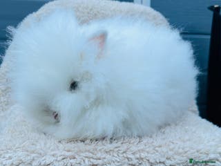 Lionhead rabbits Lionhead Bunny- Boys - Advert 19