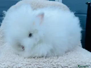 Lionhead rabbits Lionhead Bunny- Boys - Advert 12