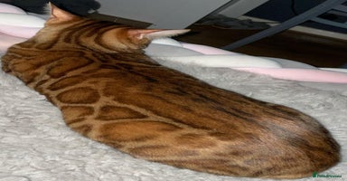 Bengal cats - Advert 16