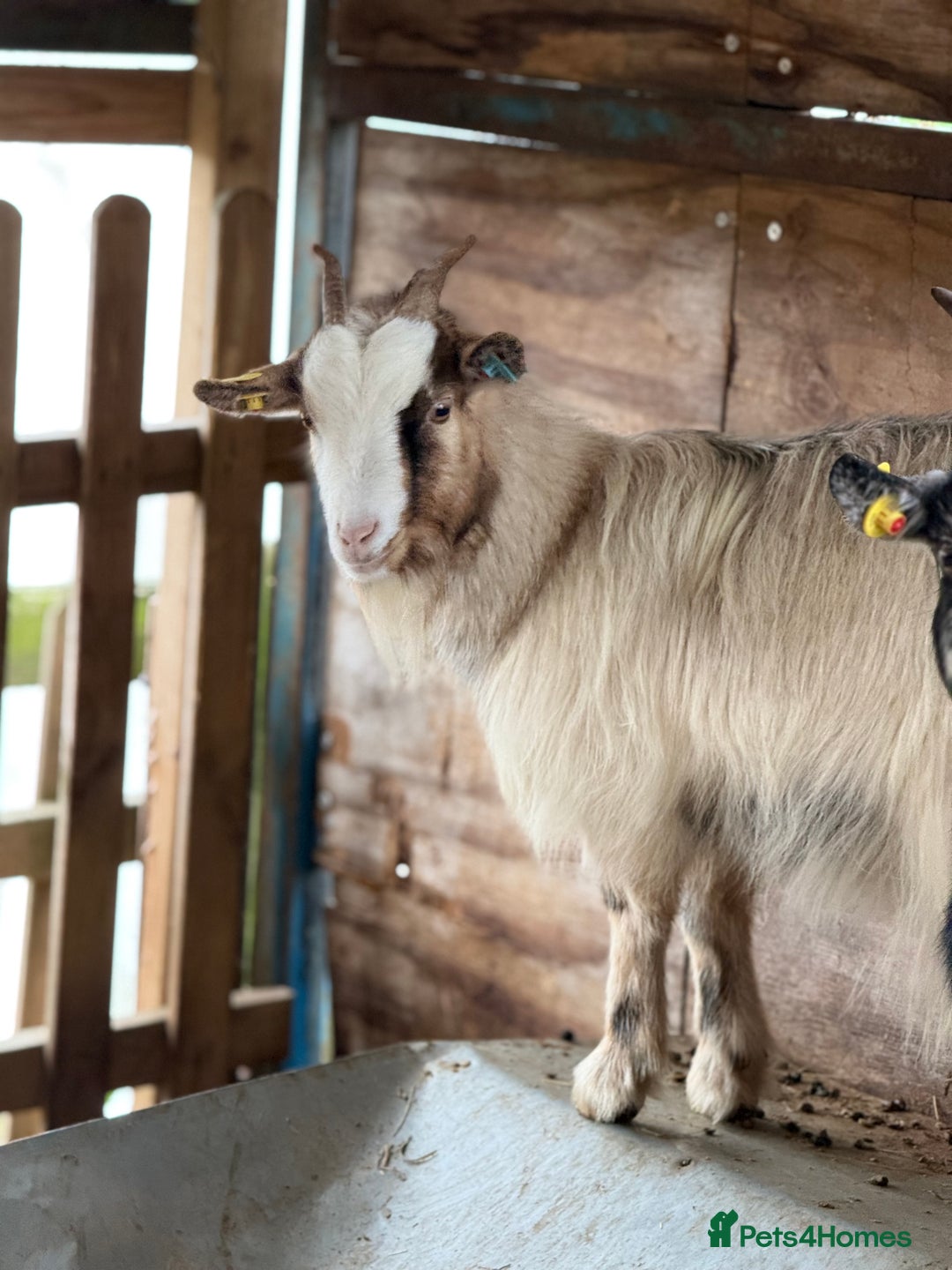 Goats livestock for sale: Small Young Pygmy Beautiful Nannie’s for sale  - Advert 3