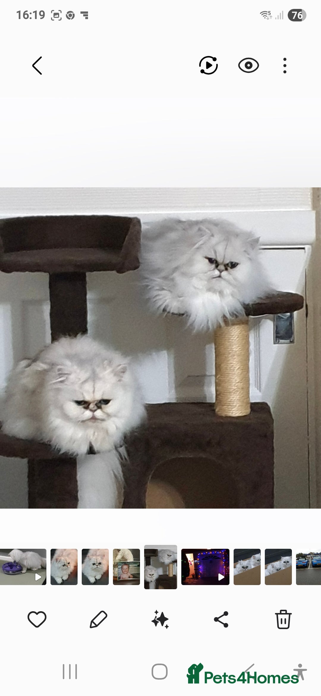 Persian cats for sale: Pedigree Chinchilla Persian  - Advert 9