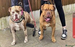 Old Tyme Bulldog dogs for sale: Oeb pups looking for forever homes 🏡  - Image 1