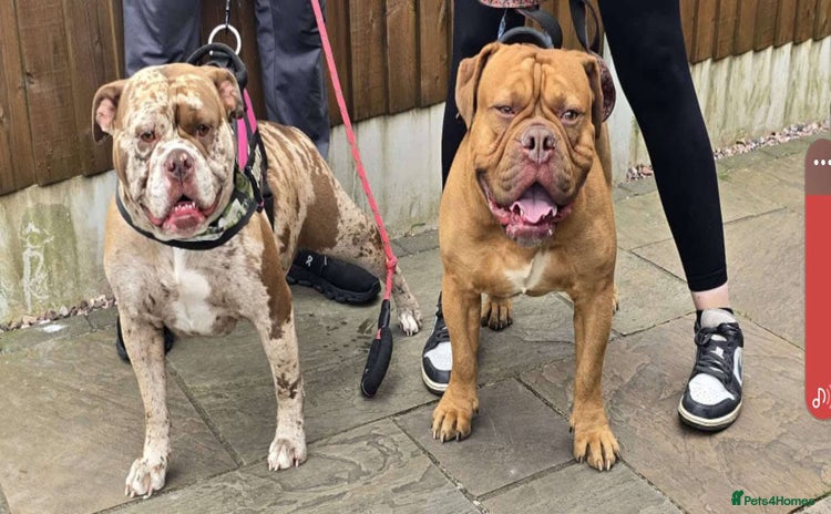 Old Tyme Bulldog dogs - Advert 5