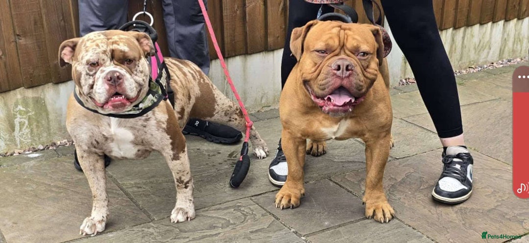 Old Tyme Bulldog dogs for sale: Oeb pups looking for forever homes 🏡  - Image 1