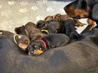 Dobermann dogs 🩷 Outstanding RKC Dobermann Puppies 🩷 - Advert 4