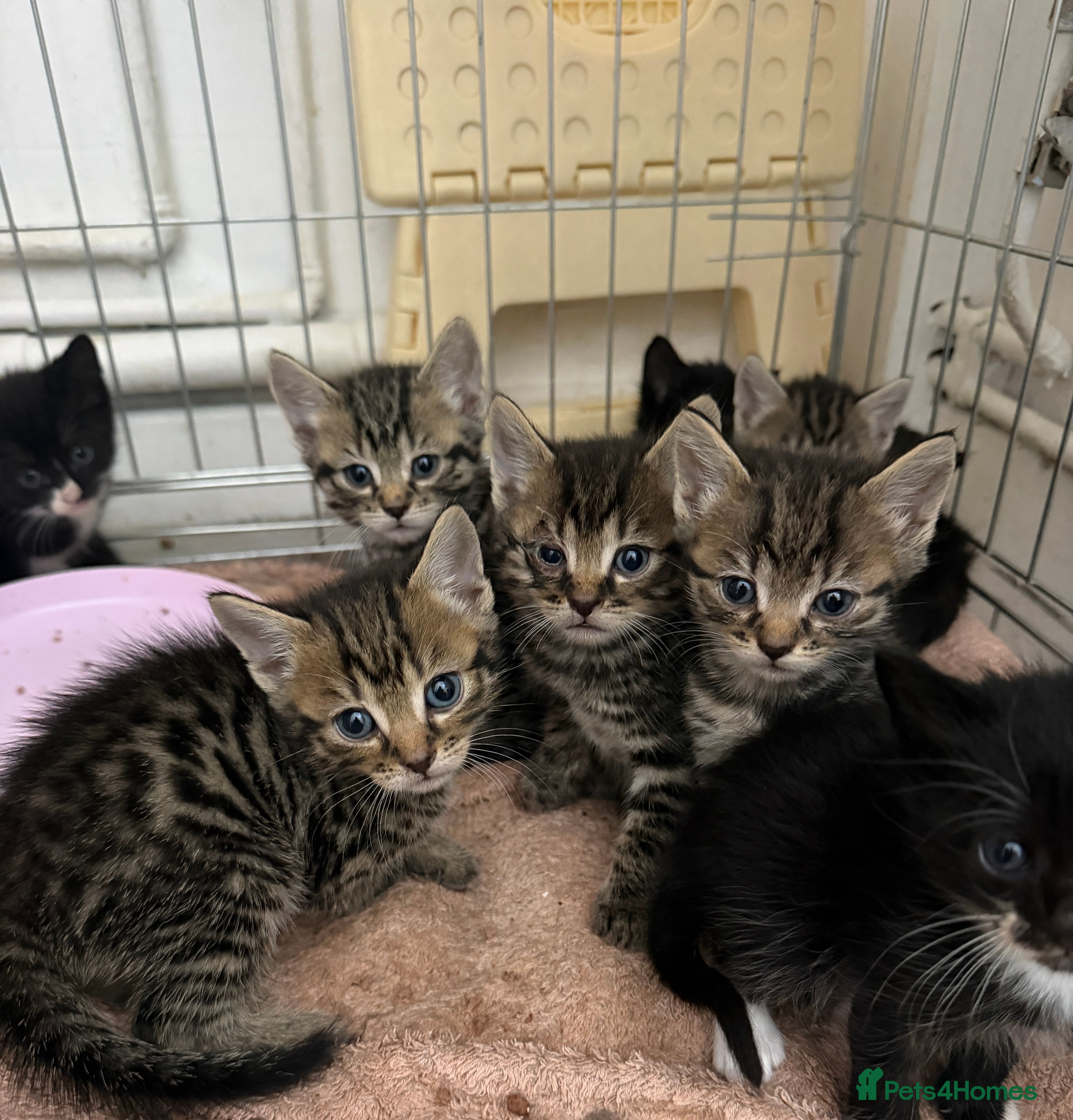 Mixed Breed cats Kittens - Advert 15
