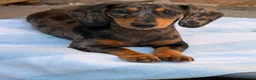 Miniature Dachshund dogs for sale: Beautiful Smooth hair silver dapple  - Advert 4
