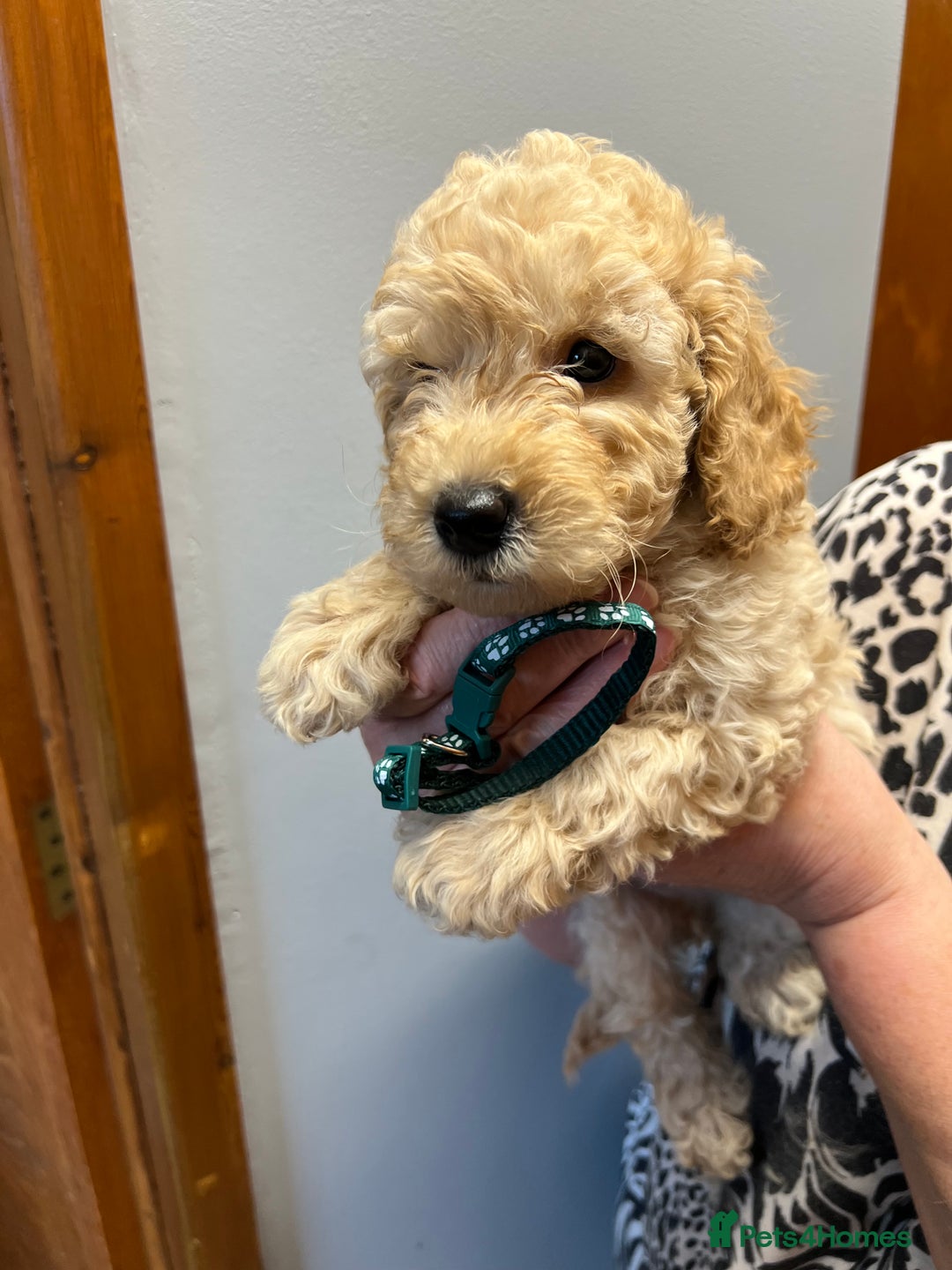 Miniature Poodle dogs for sale: Miniature poodles  - Image 11