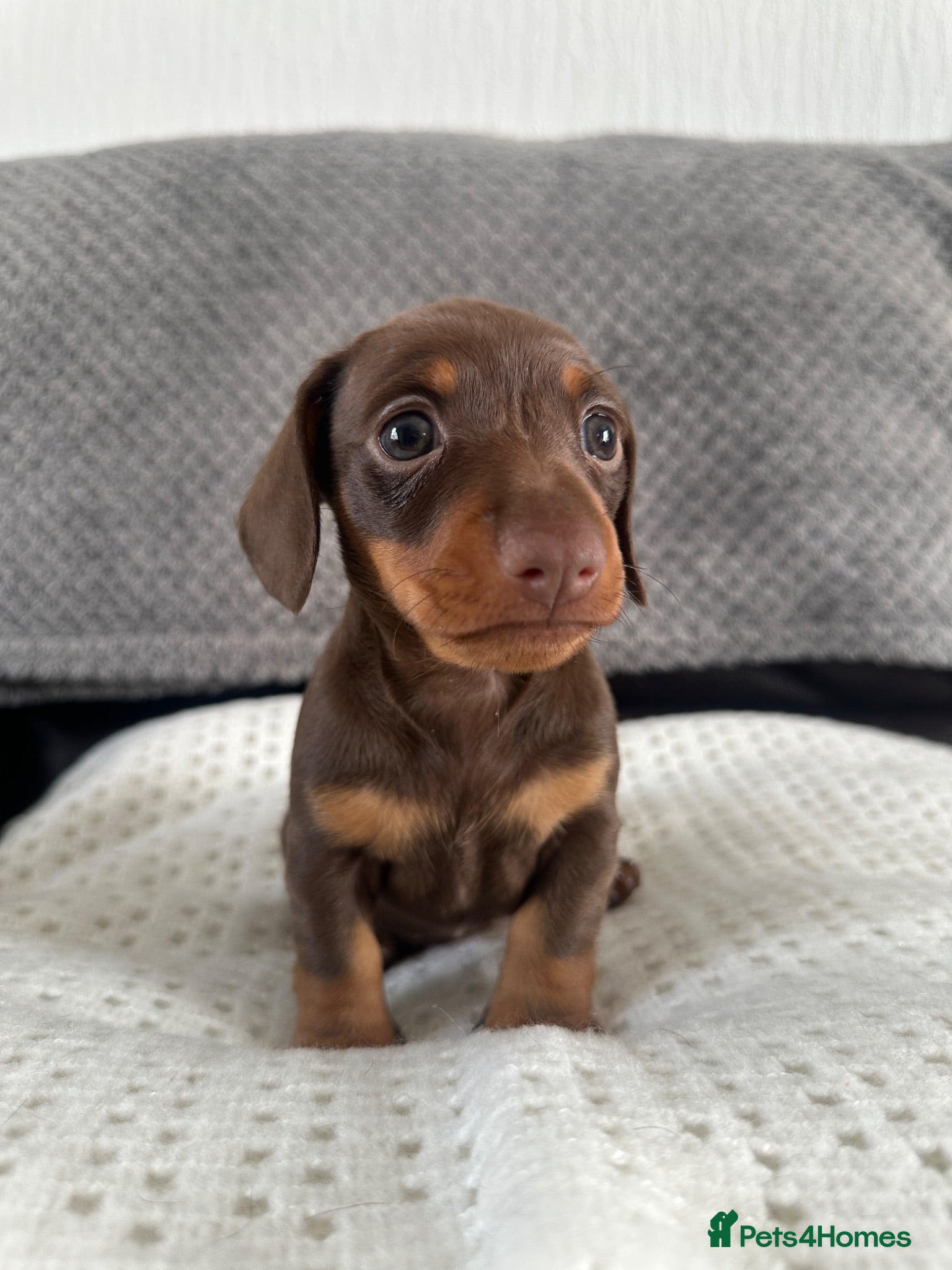 Dachshund dogs Female Dachshund Puppy  - Advert 11