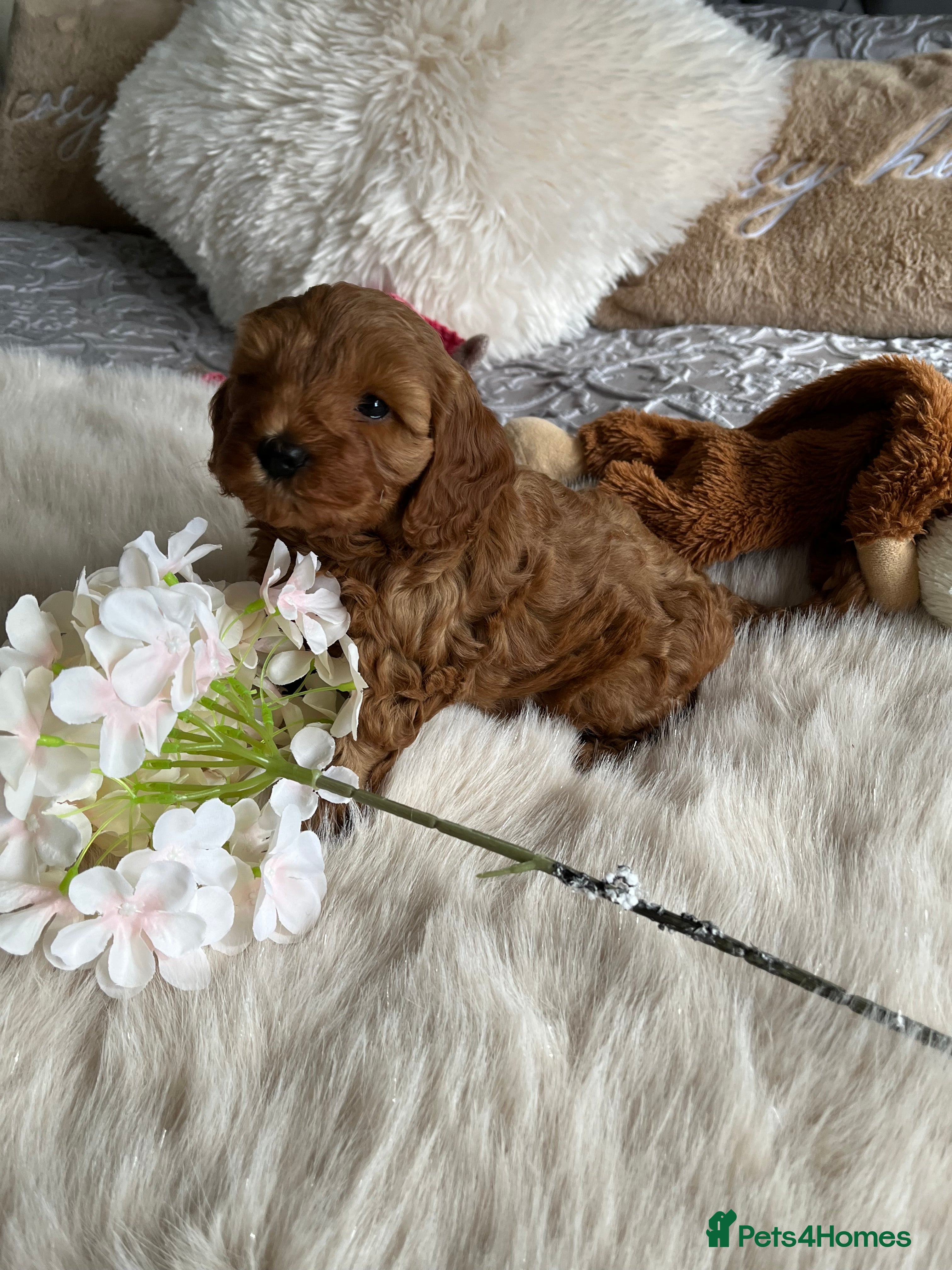 Cavapoo dogs Beautiful F1B Cavapoo Puppies  - Advert 2