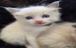 Ragdoll cats for sale: PEDIGREE RAGDOLL KITTENS FROM GCCF REGISTERED - Image 3