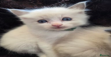 Ragdoll cats - Advert 5
