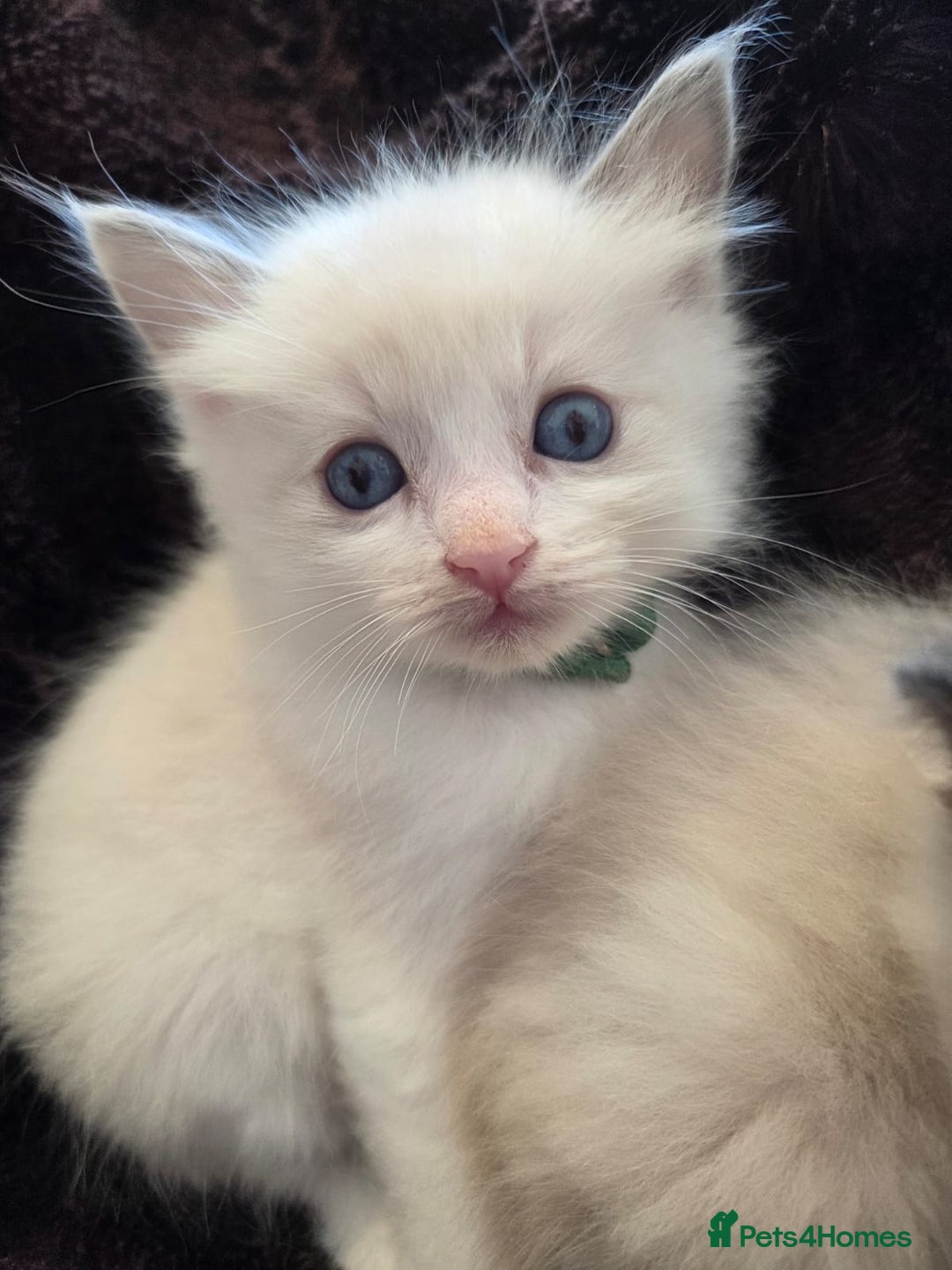 Ragdoll cats for sale: PEDIGREE RAGDOLL KITTENS FROM GCCF REGISTERED - Image 3