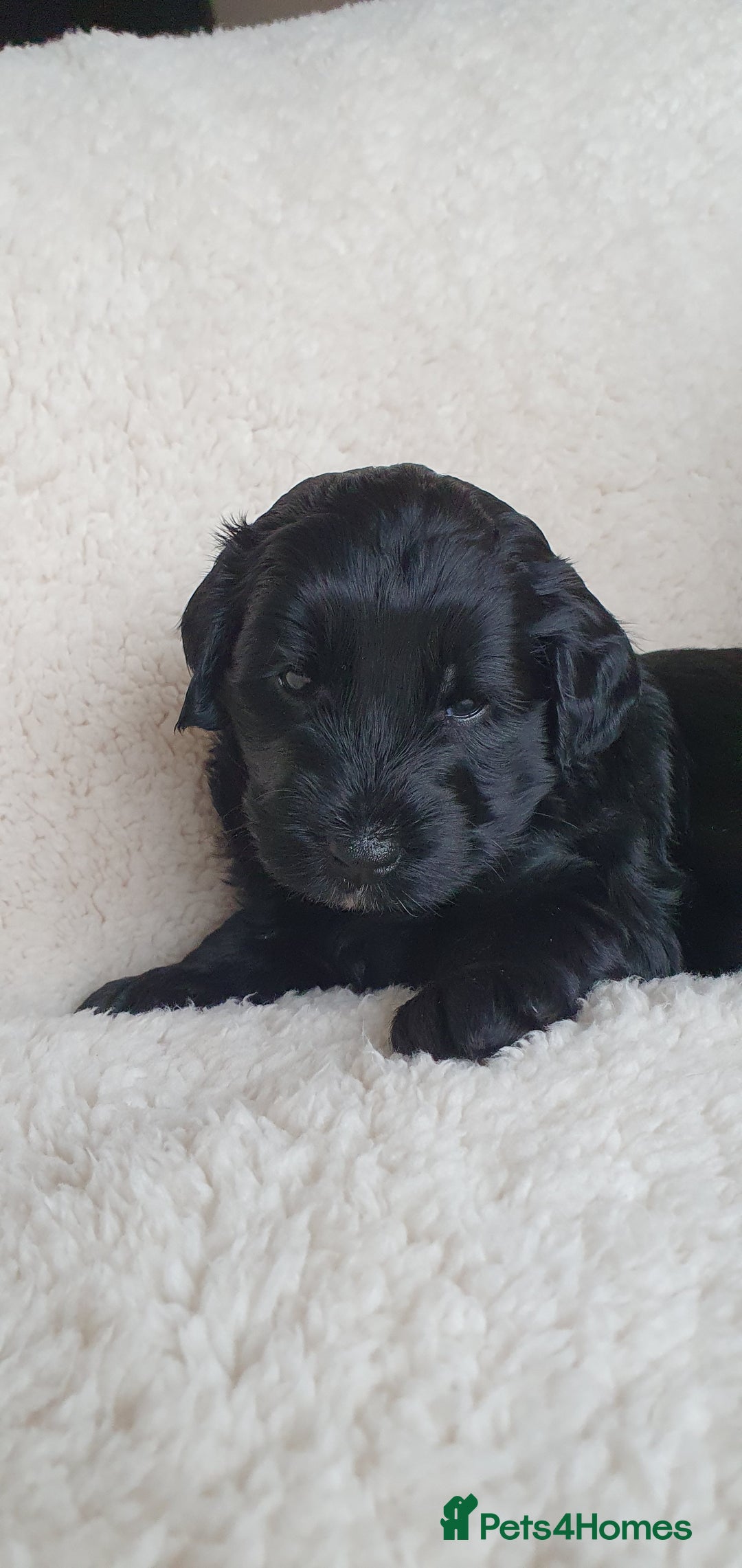 Australian Labradoodle dogs for sale: Health-tested Australian Labradoodle puppies - Image 12