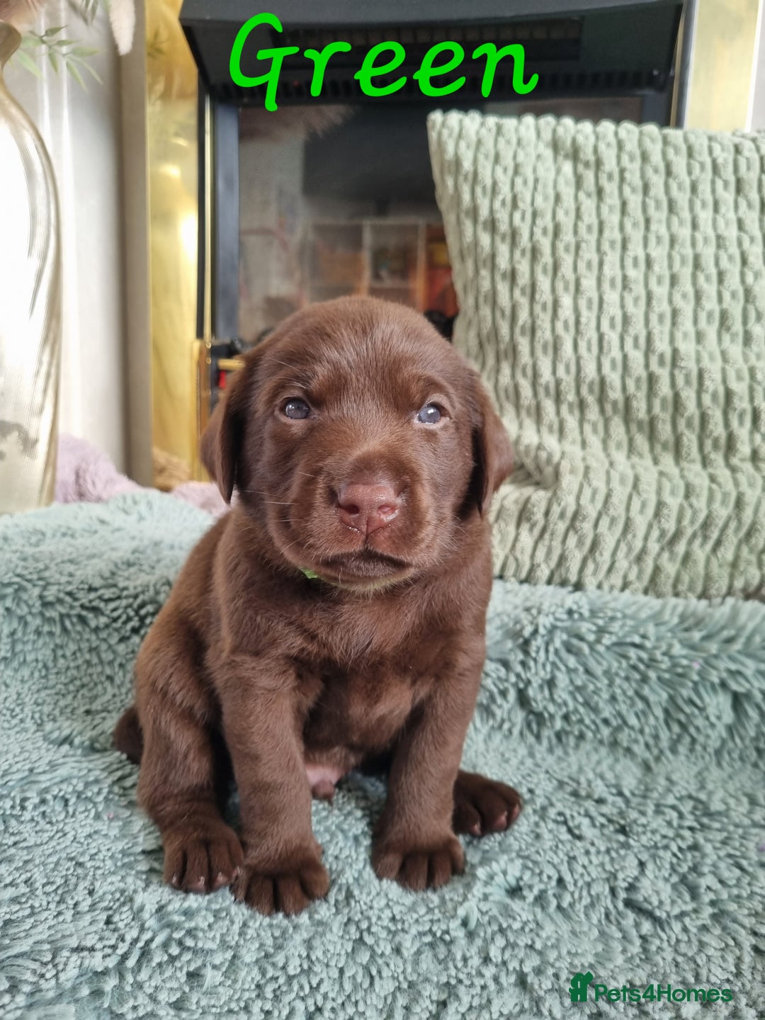Labrador Retriever dogs for sale: Bundle of Chocolate Joy- Labrador Retrive Puppies - Image 5