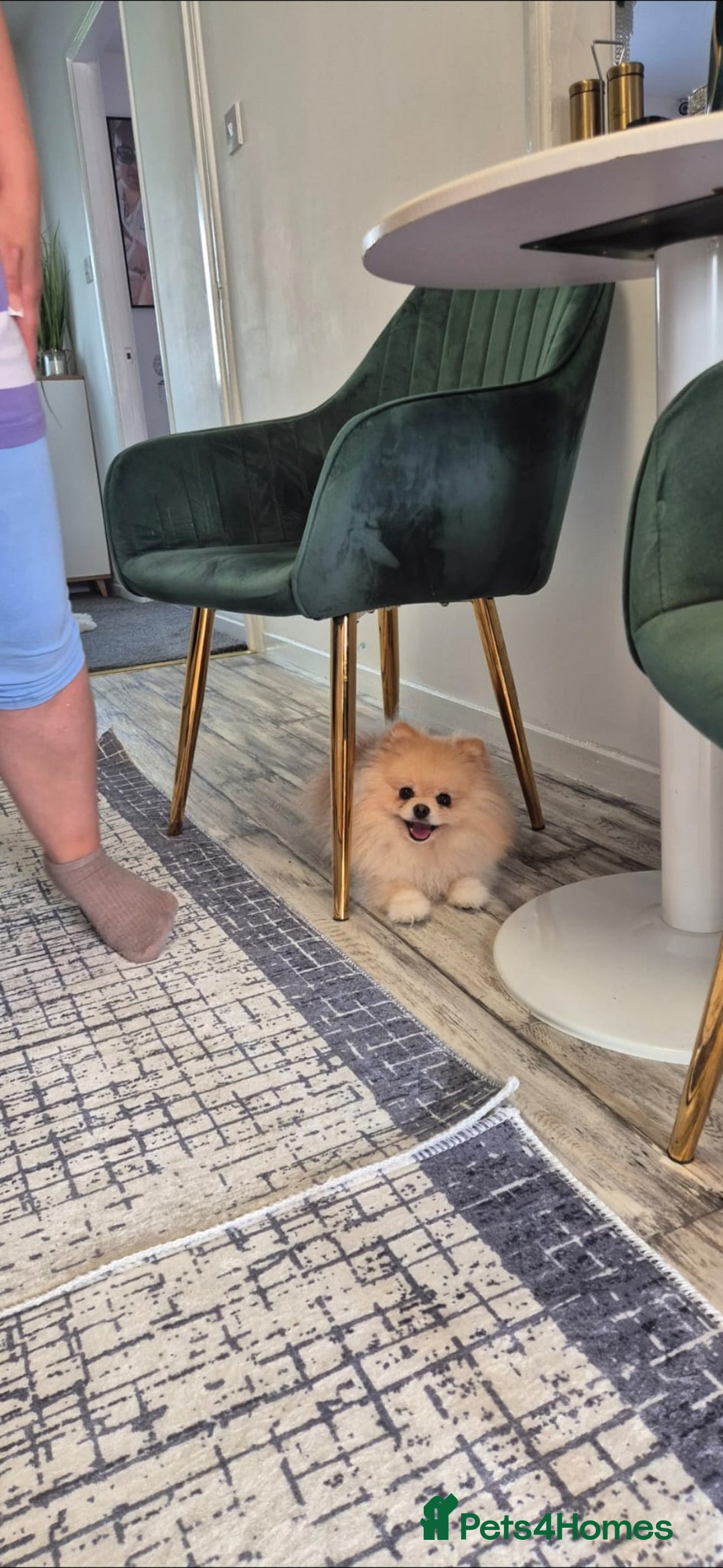 Pomeranian dogs for sale: Pomeranian - Advert 5