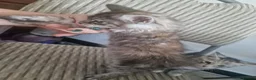 Mixed Breed cats for sale: Maine Coon mix kittens  in Heathfield - Advert 14