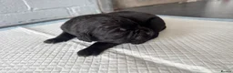 Cane Corso dogs for sale: Beautiful litter of cane corso  in Sheerness - Advert 2