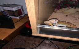 Leopard Gecko reptiles for sale: 2x Leopard Geckos for rehome - Image 1