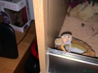 Leopard Gecko reptiles for sale - Advert 1