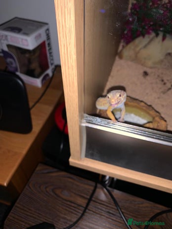 Leopard Gecko reptiles - Advert 1
