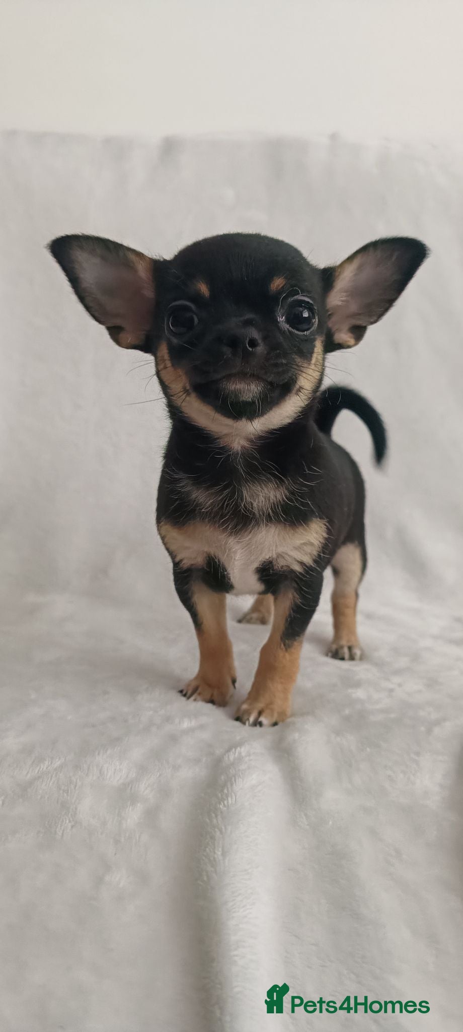 Chihuahua dogs 3 Chihuahus for sale. Available immediately. - Advert 1