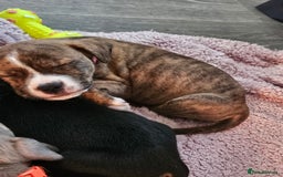Mixed Breed dogs for sale: American Bulldog Cross Staffy puppies  - Image 21