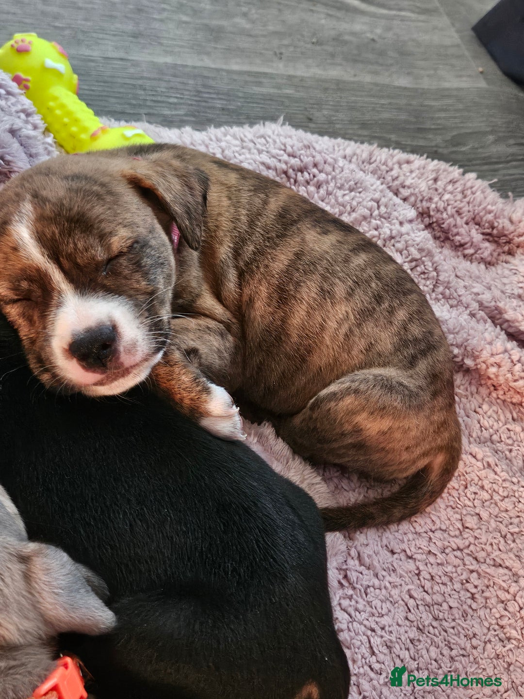 Mixed Breed dogs for sale: American Bulldog Cross Staffy puppies  - Image 21
