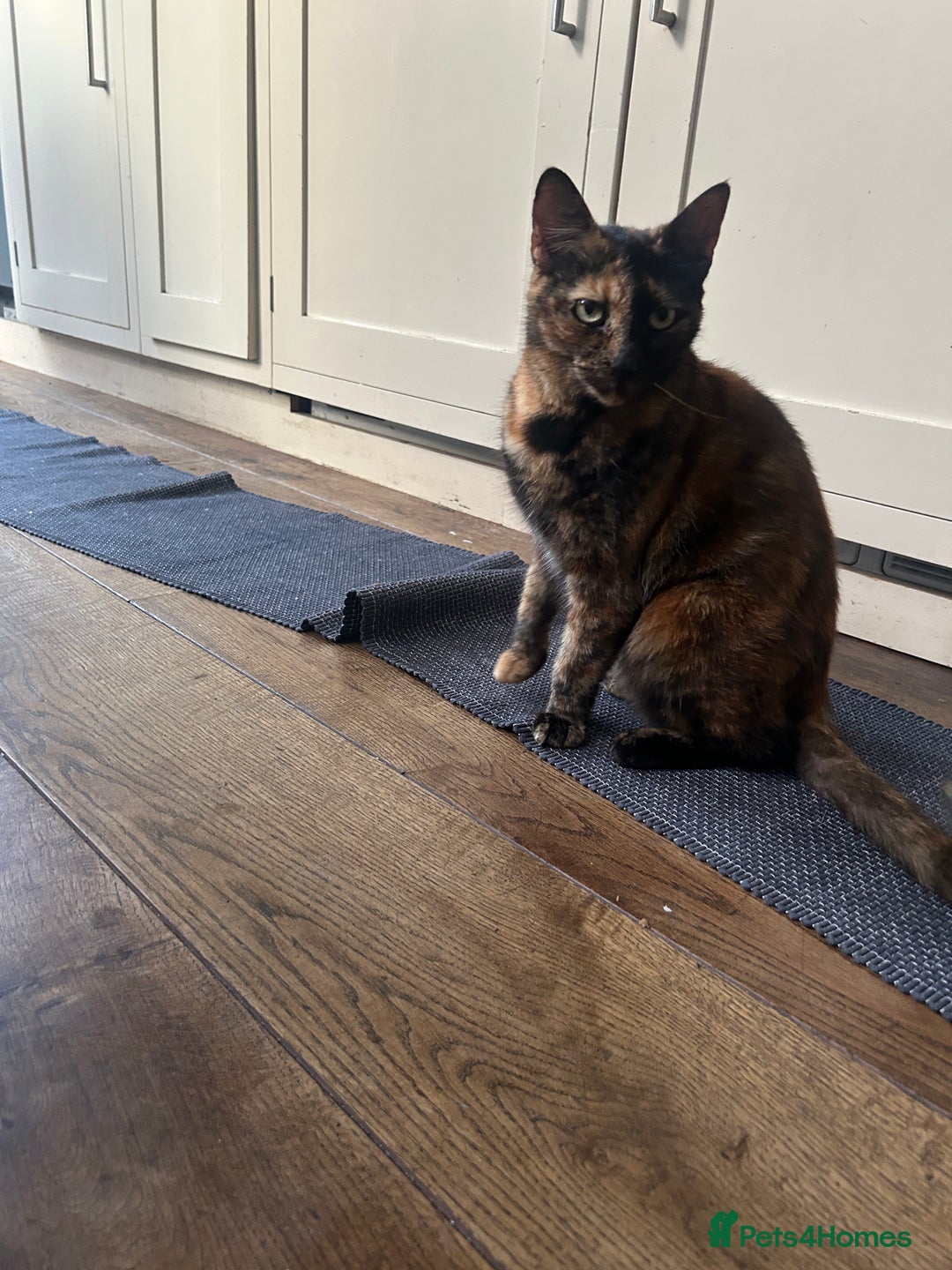 Domestic Shorthair cats for sale: Lovely tempered independent Tortoiseshell   - Advert 4