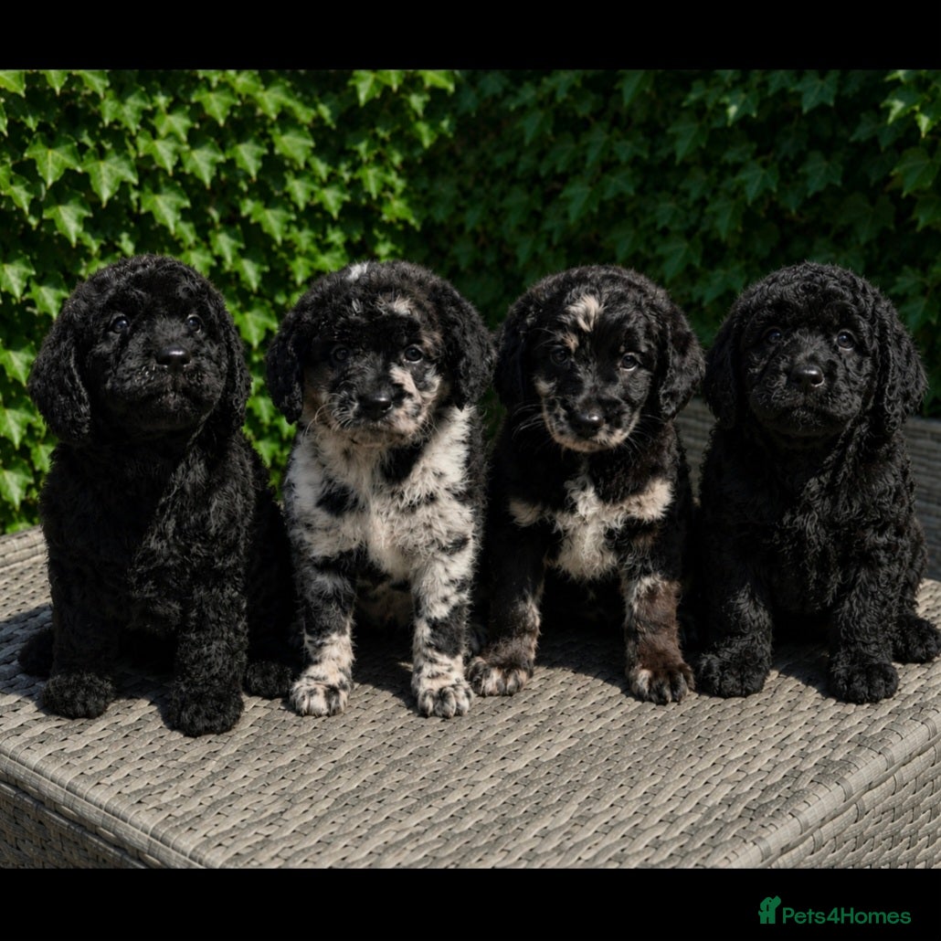 Labradoodle dogs Exceptional F2B Midi Teddybear Labradoodles - Advert 1