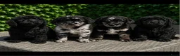 Labradoodle dogs for sale: Exceptional F2B Midi Teddybear Labradoodles - Advert 4
