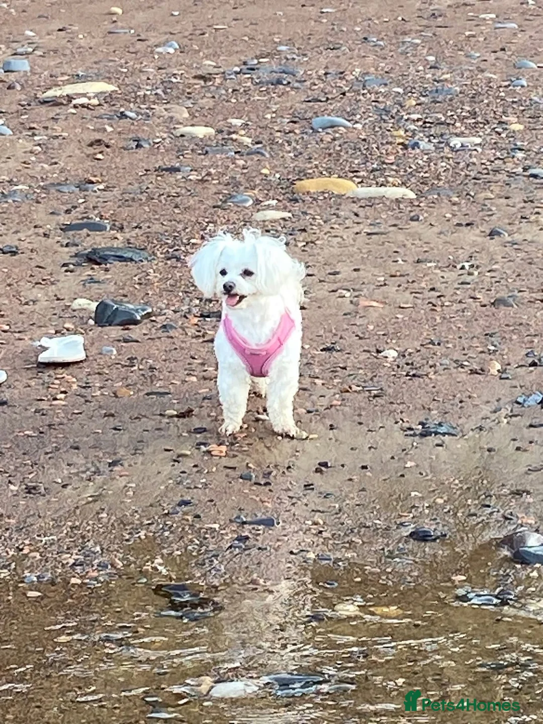 Maltipoo dogs for sale: F2 Teddy Bear Puppies - Advert 2