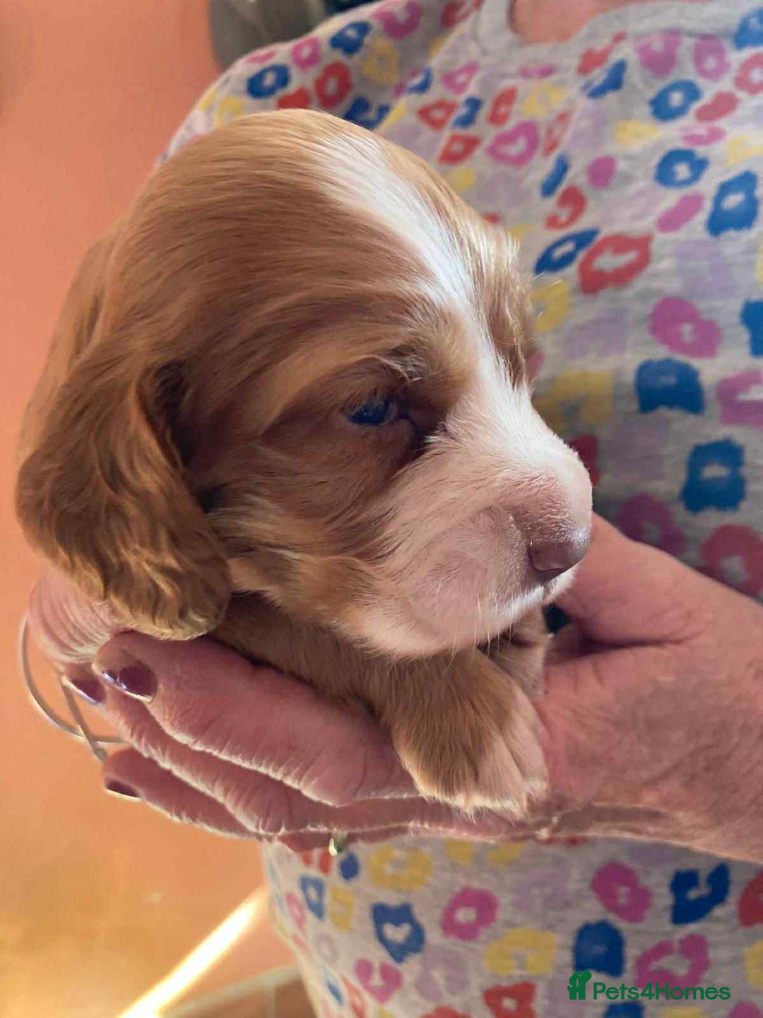 Sprocker dogs for sale: Sprocker Puppies - Image 6