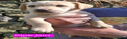 Goldador dogs for sale: Beautiful Goldador Puppies for Sale - Advert 4