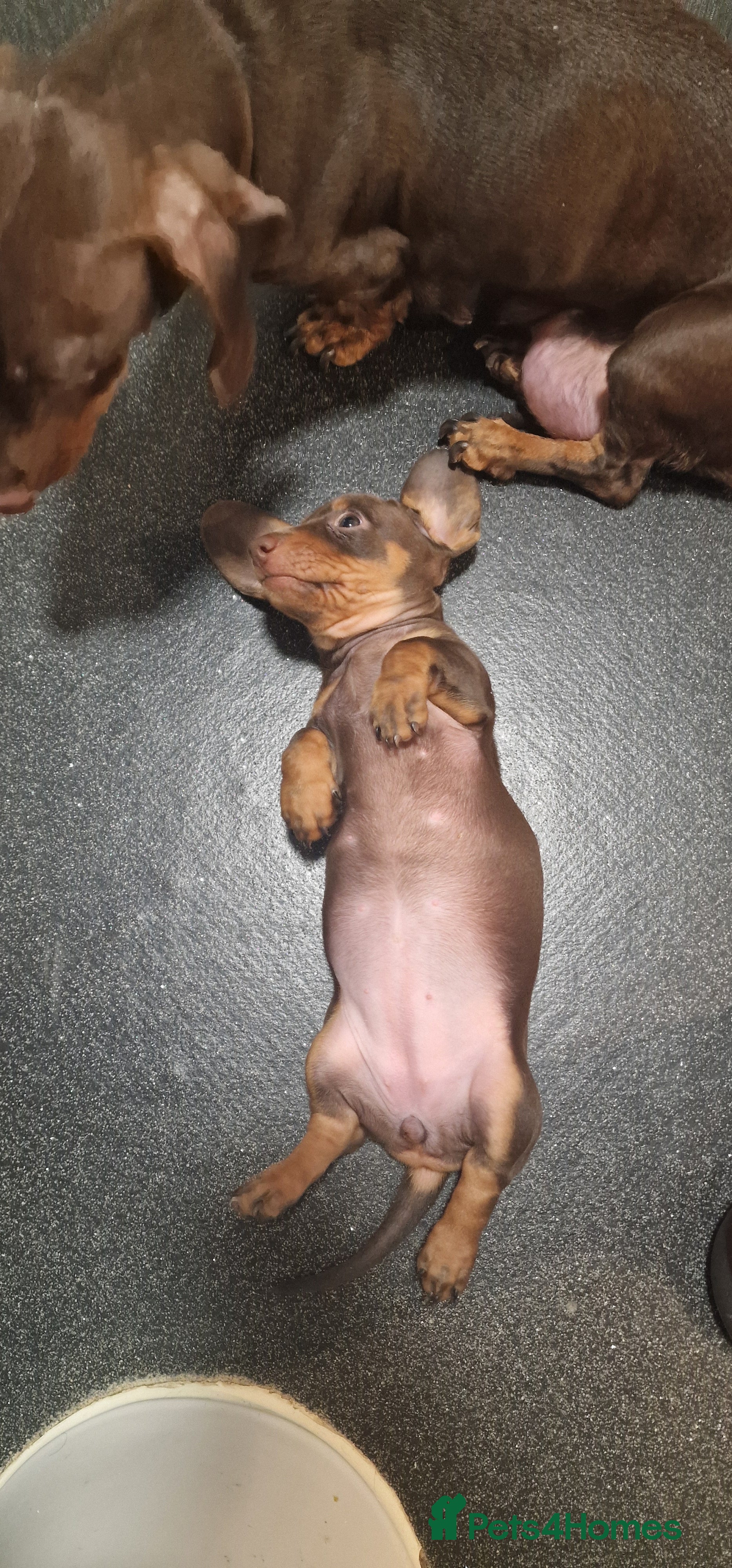 Miniature Dachshund dogs Miniature dachshund - Advert 5