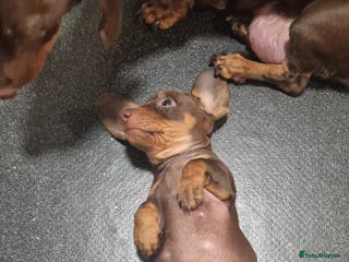 Miniature Dachshund dogs Miniature dachshund - Advert 5