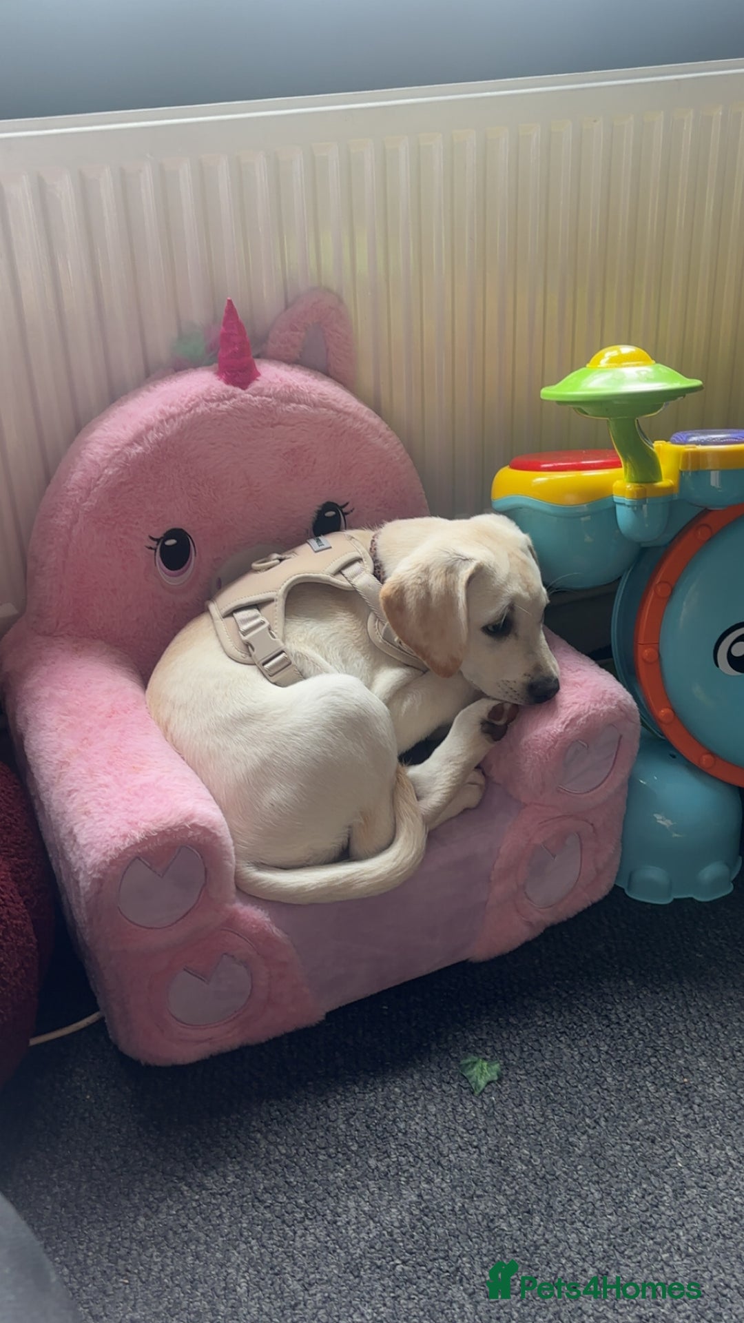 Labrador Retriever dogs for sale: Labrador Retriever - Bella  - Advert 6