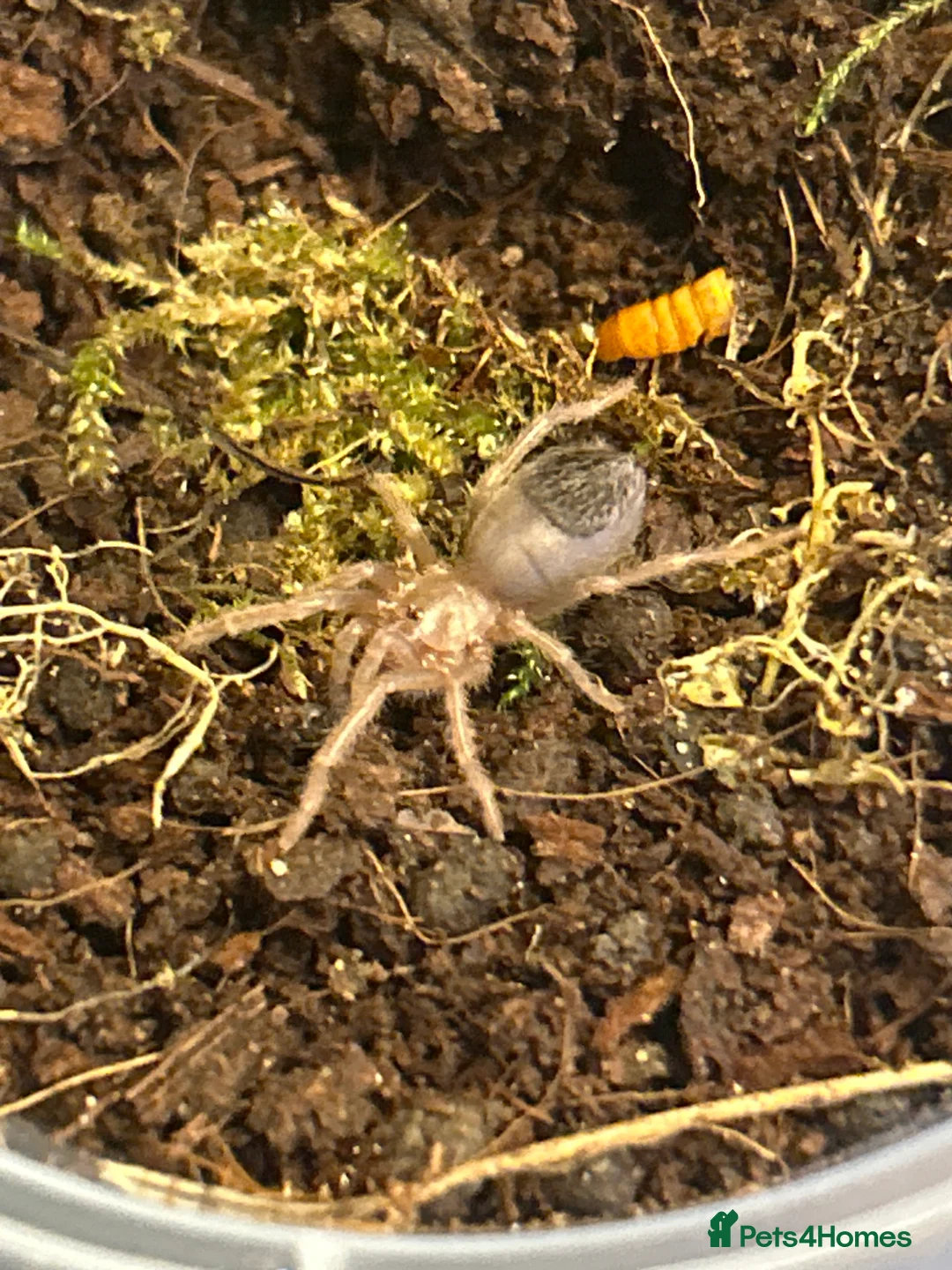 Tarantulas invertebrates for sale: Lasidora subcanens (silver bird eater spiderling)  in Catterick Garrison - Advert 1