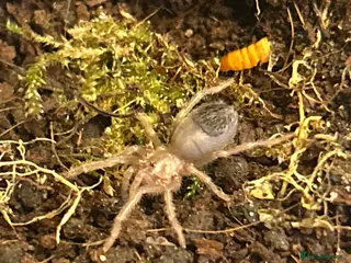 Tarantulas invertebrates Lasidora subcanens (silver bird eater spiderling) in Catterick Garrison - Advert 3