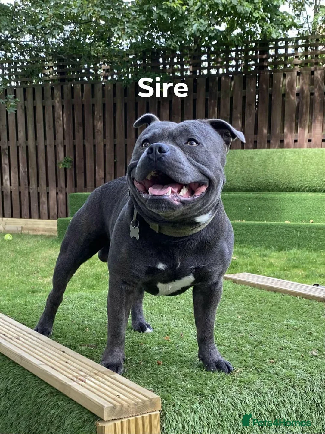 Staffordshire Bull Terrier dogs for sale: Blue/Black Staffordshire Bull Terrier Puppies - Advert 7