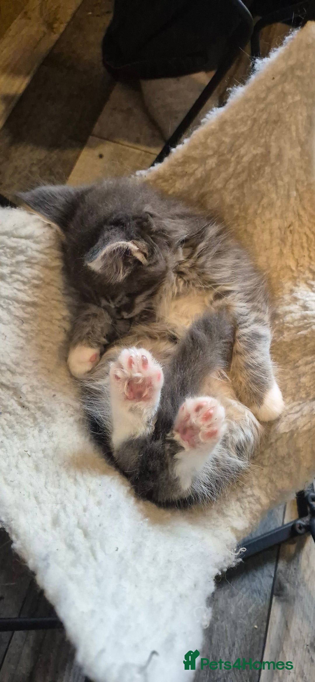 Maine Coon cats for sale: GCCF registered Pedigree Maine Coon Kittens - Advert 21