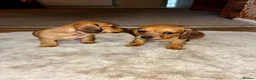 Dachshund dogs for sale: 3 beautiful red dachshund boys - Advert 8