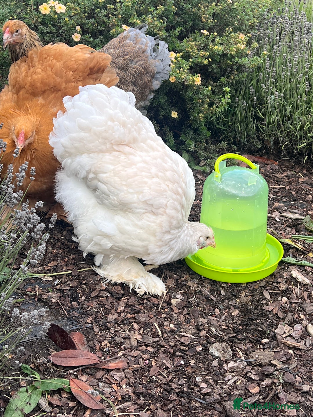 Chickens poultry for sale: 4 x pure breed large fowl - Advert 3