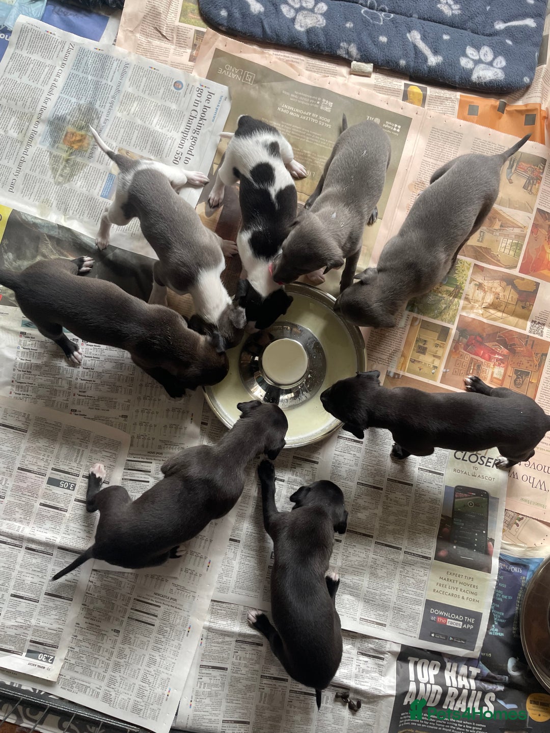 Whippet dogs for sale: The best puppies ever! - Image 12