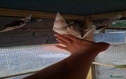Cockatiels birds for sale: Silly hand tamed cockatiels for sale  - Image 5