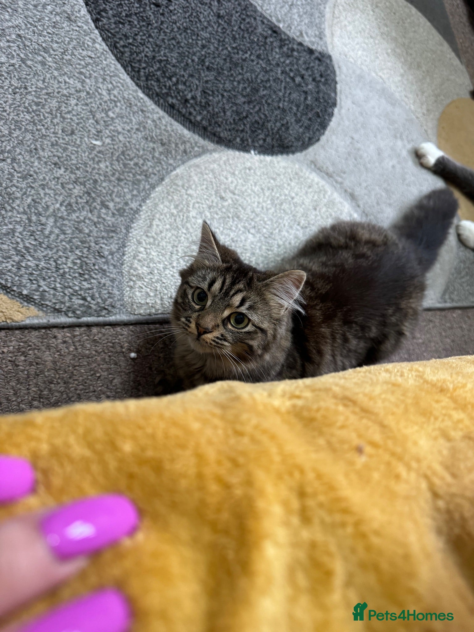 Maine Coon cats Manecoon x Munchkin  - Advert 1