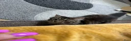 Maine Coon cats for sale: Manecoon x Munchkin  - Advert 1