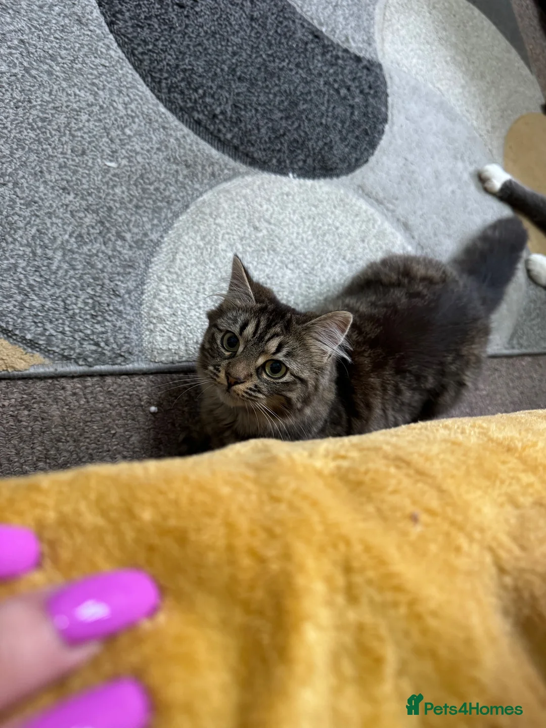 Maine Coon cats for sale: Manecoon x Munchkin  - Advert 1